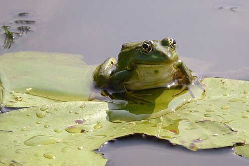 Kleine Entdeckung auf dem Wasser: Frosch im Donaudelta. - © Françoise Hauser/dpa-tmn
