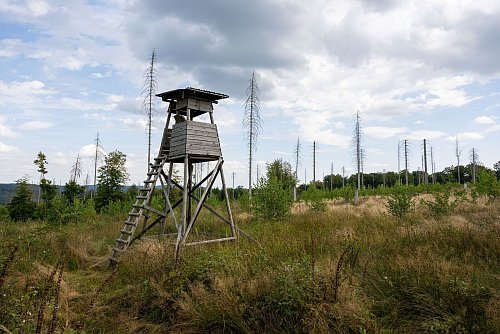Im Eggegebirge wachsen neben abgestorbenen Fichten aber auch viele neue Baumarten. (Archivbild) - © Guido Kirchner/dpa