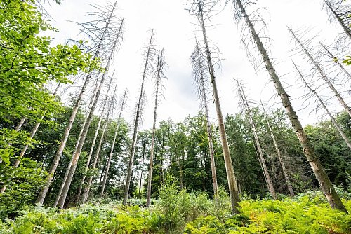Abgestorbene Fichten stehen auf einer Fläche im Eggegebirge. (Archivbild) - © Guido Kirchner/dpa