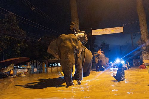 Viele schauten verdutzt, als plötzlich ein Mönch auf einem Elefanten durch die Fluten ritt (Foto aktuell). - © Wason Wanichakorn/AP/dpa