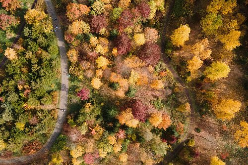 Gelb, orange, rot: Die Wälder haben im Herbst einen ganz eigenen Reiz, denn das Laub der Bäume verfärbt sich. (Archivbild) - © Sebastian Kahnert/dpa