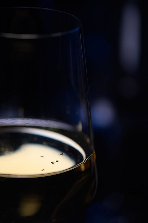Sind weibliche Fruchtfliegen im Wein gelandet, sondern sie Essigbakterien ab und machen den Tropfen ungenießbar. - © Klaus-Dietmar Gabbert/dpa-tmn
