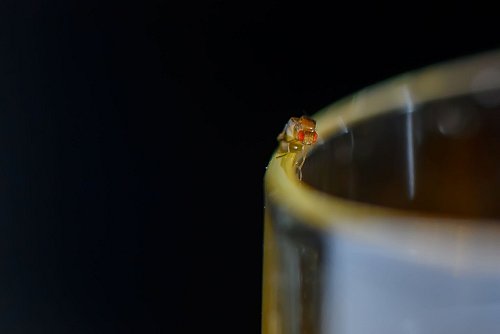 Zoomt man das Foto einer Essigfliege größer, erkennt man eines ihrer wichtigsten Merkmale: große rote Augen. - © Klaus-Dietmar Gabbert/dpa-tmn