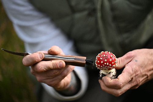 Schmid putzt die Pilze bereits im Wald. - © Lilli Förter/dpa