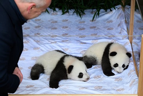 Kai Wegner ist Pate von Leni. - © Bernd von Jutrczenka/dpa