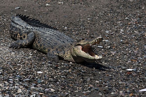 Immer wieder werden Fischer und Anwohner Opfer von Krokodilen. - © Muhammad Taufan/dpa