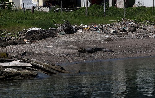 Krokodile findet man in Indonesien mittlerweile häufig in der Nähe von menschlichen Siedlungen. - © Muhammad Taufan/dpa