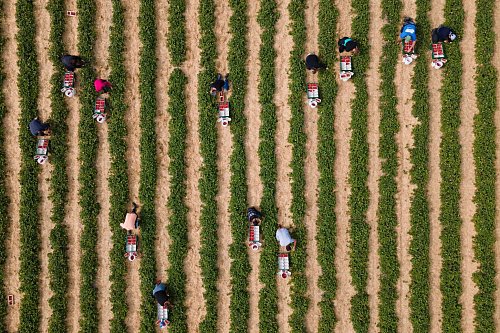 Die Erdbeerernte im Freiland ist arbeitsintensiv - © Sebastian Kahnert/dpa