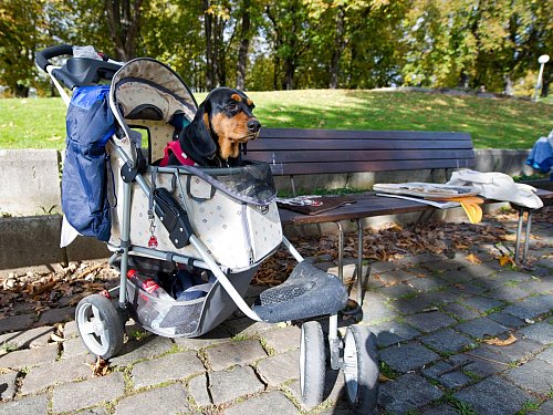 Wuff Wuff: Im Buggy fahren vor allem Hunde mit, die nicht mehr gut laufen können. - © picture alliance / dpa