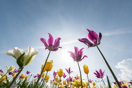 Wer Tulpen flächig im Garten gepflanzt hat, braucht etwa einen Joghurtbecher Dünger für die ganze Fläche. - © Silas Stein/dpa/dpa-tmn