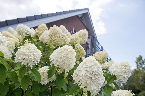Rispen-Hortensien freuen sich über ein sonniges Plätzchen im Garten, auf der Terrasse oder dem Balkon. - © Andrea Warnecke/dpa-tmn