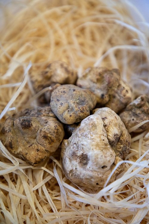 Weiße Trüffel duften ein bisschen nach Moschus, Amber, Muskat, Vanille und Laubwald. Sie sind mehr geruchsintensiv, als dass sie viel Geschmack haben. - © BOS FOOD/dpa-tmn