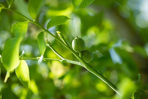 Die grünen Walnüsse am Baum sind zwar noch nicht ausgereift. Aber wenn man sie bis zum Johannistag erntet und ihnen mit einer Wasser- und Einmach-Prozedur die Bitterstoffe entzieht, werden sie zur Delikatesse. - © Christin Klose/dpa-tmn