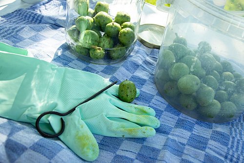 Für die Wässerungskur werden die grünen Walnüsse mit Stopf- oder Rouladennadel eingestochen. Dabei unbedingt Handschuhe tragen, denn der austretende Saft färbt Hände und Arbeitsfläche. - © Christin Klose/dpa-tmn