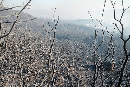 Die Feuer in Izmir wüten demnach auf einer Länge von etwa 12 Kilometern. - © Murat Kocabas/SOPA Images via ZUMA Press Wire/dpa