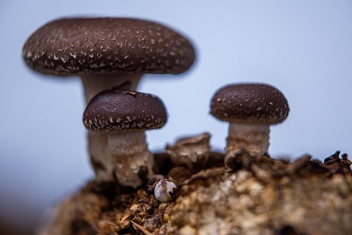 Zur Zucht von Shiitake-Pilzen eignen sich besonders gut Hölzer wie Eiche, Birke, Erle, Ahorn, Buche, Nuss und verschiedene Obstbäume. - © Jens Büttner/dpa/dpa-tmn