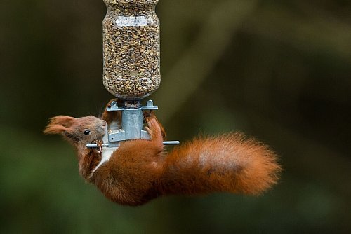 An sonnigen Tagen sind Eichhörnchen auch im Winter unterwegs und freuen sich über Nüsse und Samen. - © Ulrich Perrey/dpa/dpa-tmn