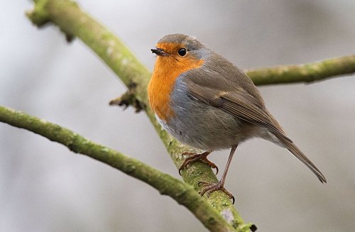 Vögel wie das Rotkehlchen plustern ihr Gefieder auf, um sich vor Kälte zu schützen. - © Julian Stratenschulte/dpa/dpa-tmn