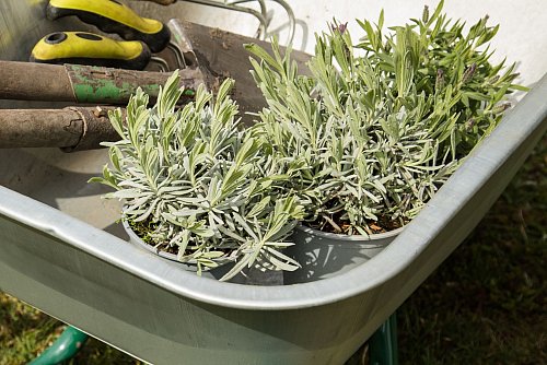 Mediterrane Kräuter wie etwa Lavendel können in der Randzone des Kraterbeets gepflanzt werden. - © Christin Klose/dpa-tmn