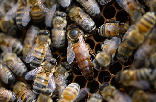Den Zementhonig können die Bienen nicht verdauen. (Archivbild) - © Robert Michael/dpa