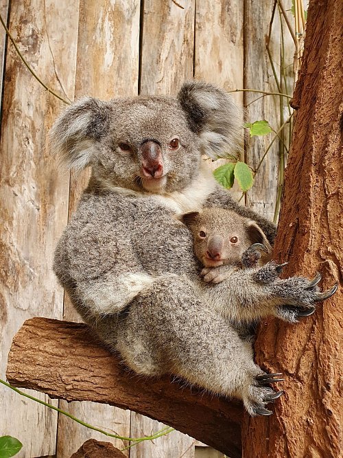 Nach dem Tod der drei Tiere leben nun noch sechs Koalas im Duisburger Koala-Haus. (Archivbild) - © Zoo Duisburg/dpa