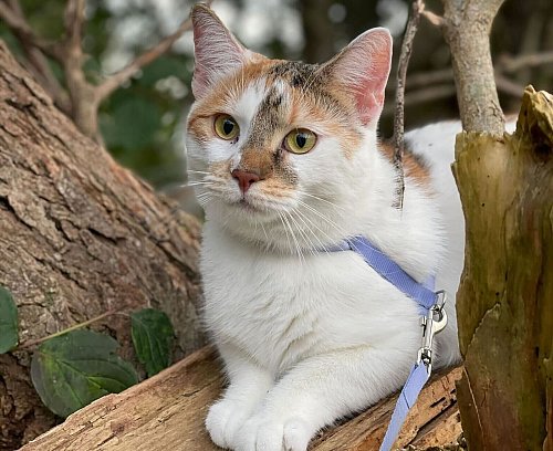 Die Körpersprache zeigt, ob die Katze den Ausflug an der Leine genießt – oder lieber nach Hause möchte. - © Julia Bresching/dpa-tmn