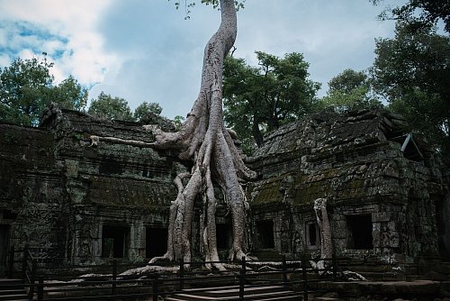 Kapok-Baumwurzeln überwuchern die Tempelanlage Ta Prohm: Angelina Jolie war hier als Actionheldin Lara Croft unterwegs. - © Zacharie Scheurer/dpa-tmn