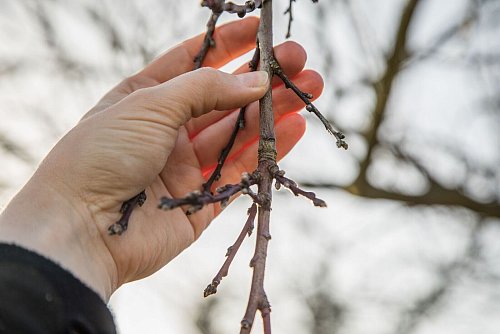 Obstgehölze sollte man vor dem Frühjahr auf Schädlingsbefall überprüfen. - © Christin Klose/dpa-tmn