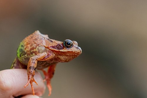 «Der Grasfrosch geht in allen Regionen zurück», berichtete der Nabu NRW über die Beobachtung der Amphibienwanderung im Frühjahr. (Archivfoto) - © Rolf Vennenbernd/dpa