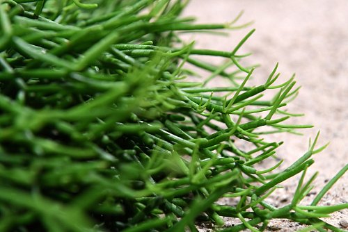 Rhipsalis-Kakteen haben keine Stacheln und bevorzugen warme Standorte. - © Andrea Warnecke/dpa-tmn