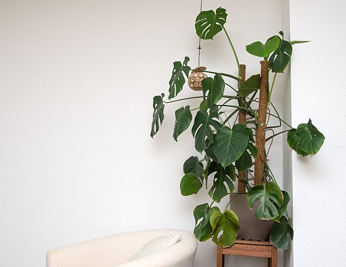 Der Philodendron steht am liebsten im Halbschatten und ist sehr pflegeleicht. - © Andrea Warnecke/dpa-tmn