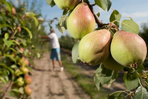 Süße Früchtchen: Dank ihres geringen Säureanteils sind Birnen oftmals besser bekömmlich als Äpfel oder Orangen. - © Klaus-Dietmar Gabbert/dpa-tmn