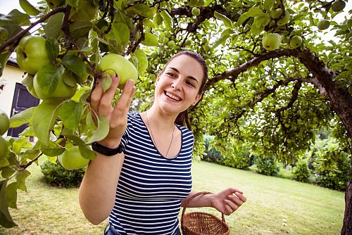 Weder pralle Sonne noch Regen: Das Wetter spielt bei der Ernte von Äpfeln eine wichtige Rolle. - © Christin Klose/dpa-tmn