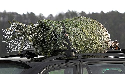 So schaut\\\'s schon ganz richtig aus: Stamm voran und gut verzurrt ruht der Baum auf dem Dachträger. Nicht vergessen, den Gurt auch um den Stamm zu führen. - © David-Wolfgang Ebener/dpa/dpa-tmn