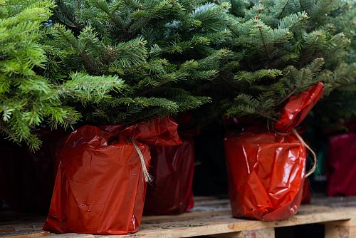 Später im Garten einpflanzen - oft nur möglich, wenn der Weihnachtsbaum bereits im Topf groß gewachsen ist. - © Rolf Vennenbernd/dpa/dpa-tmn