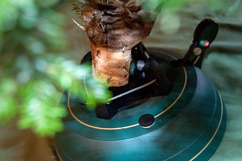 Baumständer mit Seilzugtechnik erleichtern das Aufstellen des Weihnachtsbaumes. - © Andrea Warnecke/dpa-tmn