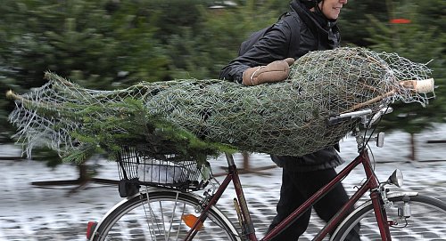 Wer sein Bäumchen liebt, der schiebt: Auf diese Weise hat der Baum viel Platz, und das Risiko eines Sturzes hat man auch minimiert - und schon zu Fuß gehen allein kann bei rutschigen Straßen schwierig werden. - © David-Wolfgang Ebener/dpa/dpa-tmn