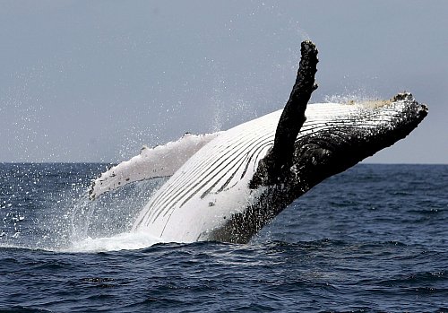 Buckelwale leben in allen Ozeanen der Welt. Normalerweise interessieren sie sich für Krill und Fische, nicht für Kajakfahrer. - © Jose Jacome/epa efe/dpa