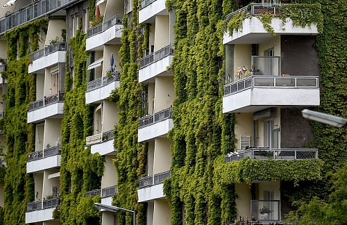 Grünpflanzen schaffen Verdunstungskühle - auch wilder Wein wie hier an einer Fassade in Berlin. - © Britta Pedersen/dpa-Zentralbild/ZB