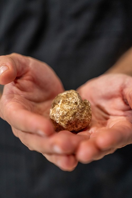 Bei der Messe werden Trüffel für mehrere Tausend Euro pro Kilo versteigert. - © Lavezzo Studios/Fiera Internazionale del Tartufo Bianco Alba/dpa-tmn