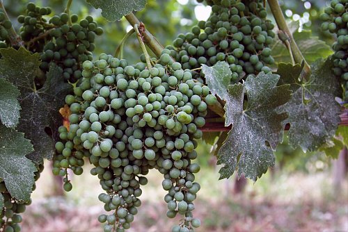 Barolo ist das Herz des Langhe-Gebiets, das die komplexen Rotweine aus der Nebbiolo-Traube hervorbringt. - © Bernhard Krieger/dpa-tmn