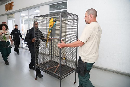 Laut Polizei bringt der Tierhandel der organisierten Kriminalität Millionen ein. - © Fabiano Veneza/SEAS RJ/dpa