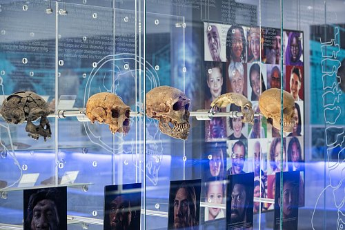 Die Cradle of Humankind, wie die Welterbestätte auf Englisch heißt, umfasst neben den Sterkfontein-Höhlen auch ein großes interaktives Museum. - © Brett Eloff/Wits University/dpa-tmn