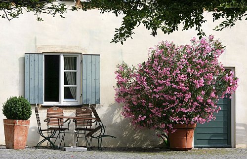 Im Sommer ist der Oleander ein Blickfang auf der Terrasse. Wird es im Herbst kälter, braucht die Kübelpflanze aber ein geeignetes Winterquartier. - © Matthias Schrader/dpa/dpa-tmn