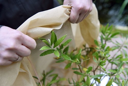 Pflanze eintüten: Über das belaubte Astgerüst sollte keine Plastikfolie gelegt werden, besser eignet sich Vlies. - © Caroline Seidel/dpa-tmn