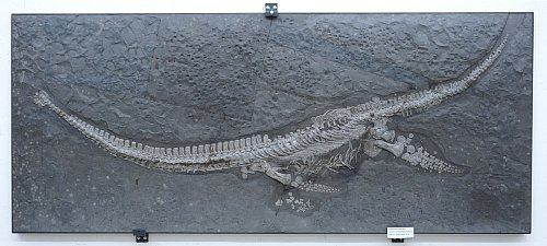 Das Fossil des Reptils Plesionectes longicollum stammt aus einem Steinbruch in Baden-Württemberg. - © Sven Sachs/dpa
