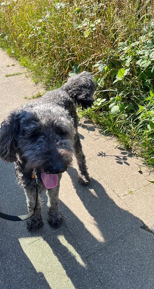 Der Hund wurde von der Polizei aus einem überhitzten Auto gerettet. - © Polizei Essen/dpa