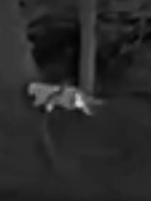 Die Schwarz-Weiß-Aufnahmen des Jägers zeigen die vermeintliche Großkatze. - © Privat/VG Altenahr/dpa