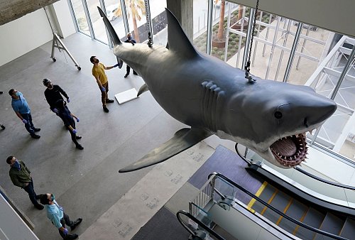 Mit dem mechanischen Hai «Bruce», hier restauriert im Academy Museum of Motion Pictures in Los Angeles, gab es bei den Dreharbeiten zu «Der weiße Hai» mannigfaltige Probleme. (Archivbild) - © Chris Pizzello/Invision/AP/dpa