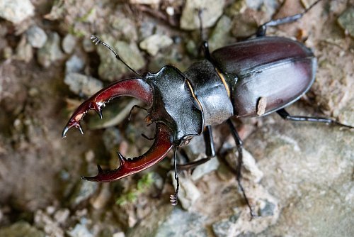 Auch tierische Begegnungen bleiben auf der Paddeltour nicht aus - wie mit diesem Hirschkäfer. - © Andreas Drouve/dpa-tmn